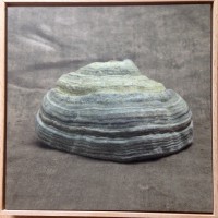 "Polypore"
(Jean-Marc BIRY)
Tirage sur aludibon encadré 15x15cm